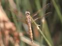 J17_1297 Trithemis annulata imm male